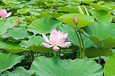 卡牌游戏《幻日夜羽：蜃景努玛梓》试玩版上线Steam和PS5 2月22日正式发售